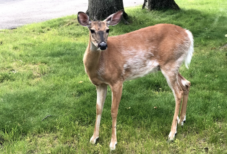 Westfield resident captures photo of a deer in her backyard.