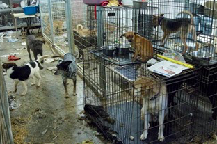 The St. Francois Society, a no-kill rescue in Missouri, lost its state license in 2011 for multiple health and welfare violations. Over 200 cats and dogs were taken from the unkempt property, many of whom were found roaming loose.