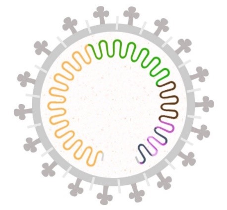 The virus genome is packed inside an envelope that contains proteins, including the Spike protein.